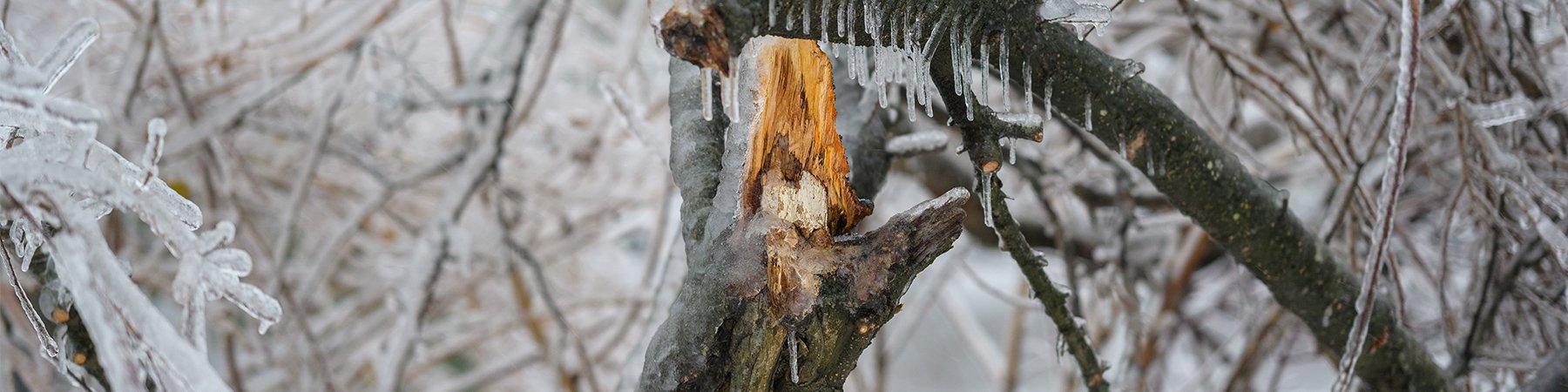 Broken tree branch in ice storm